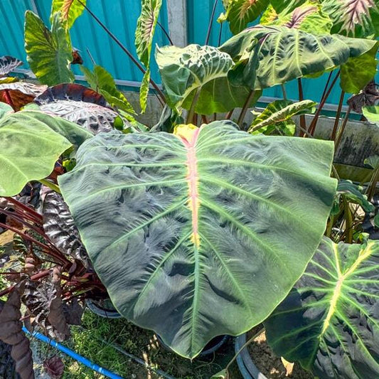 Colocasia SNAKE EYE