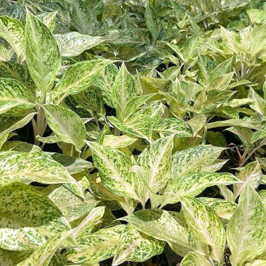Aglaonema LAK CHAI WHITE (SNOWDREAM)