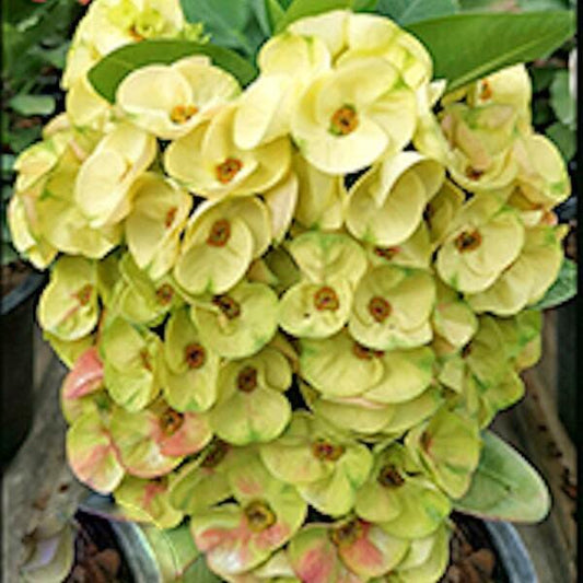 Euphorbia Milii SOI DAO