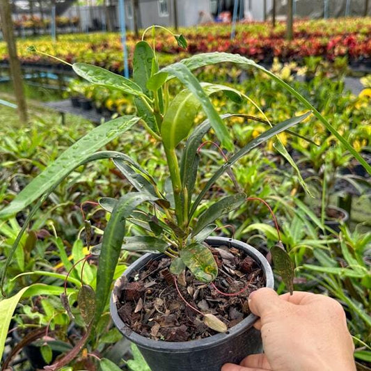 Croton SOI MORAKOT