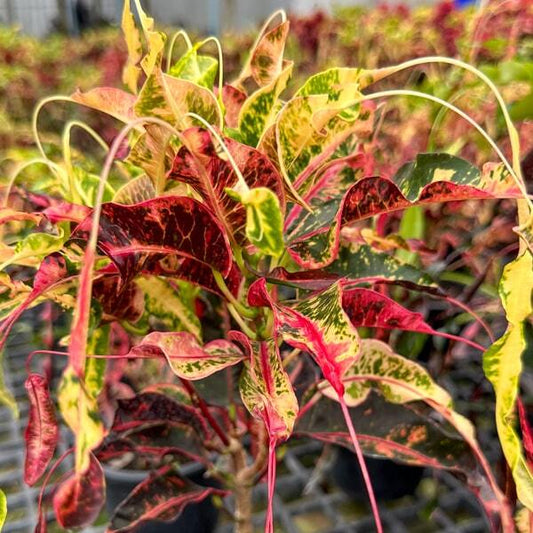 Croton SOI RAYA