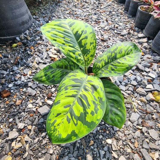 Homalomena CAMOUFLAGE