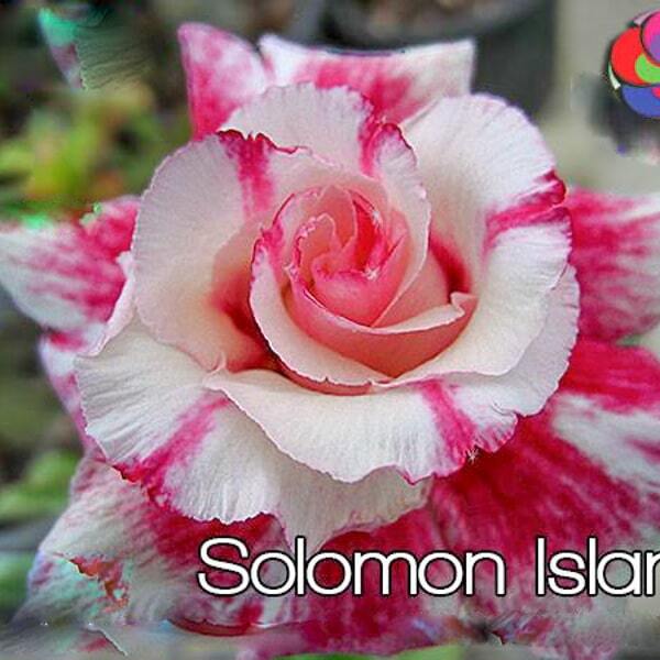 Adenium obesum SOLOMON ISLANDS