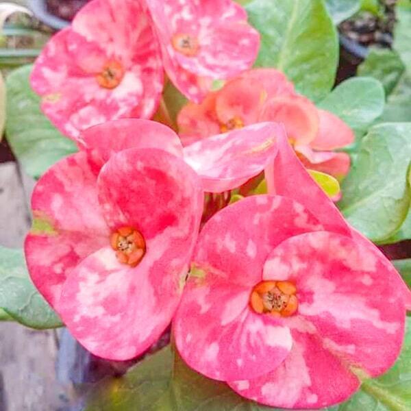 Euphorbia Milii SOM SIRIPON
