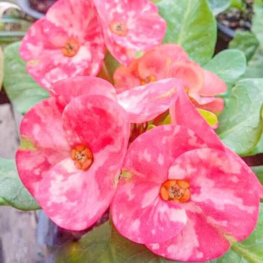 Euphorbia Milii SOM SIRIPON