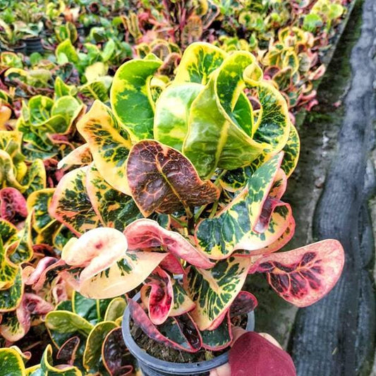 Croton SOM DEE