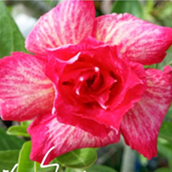 Adenium obesum SOM JEED
