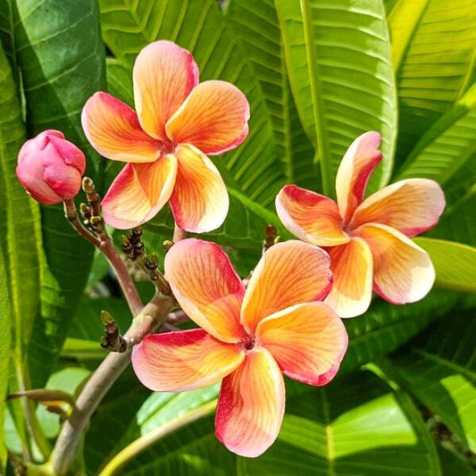 Plumeria SOM LAI