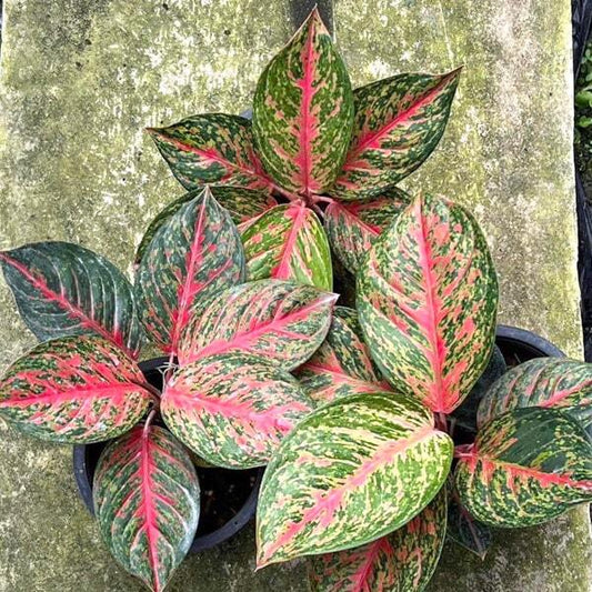 Aglaonema SOMBAT SIAM