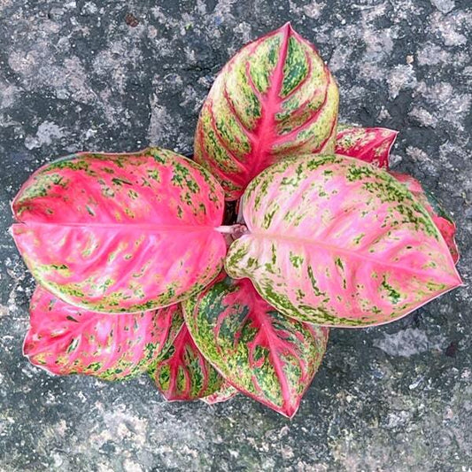 Aglaonema SOMBAT SIAM PINK