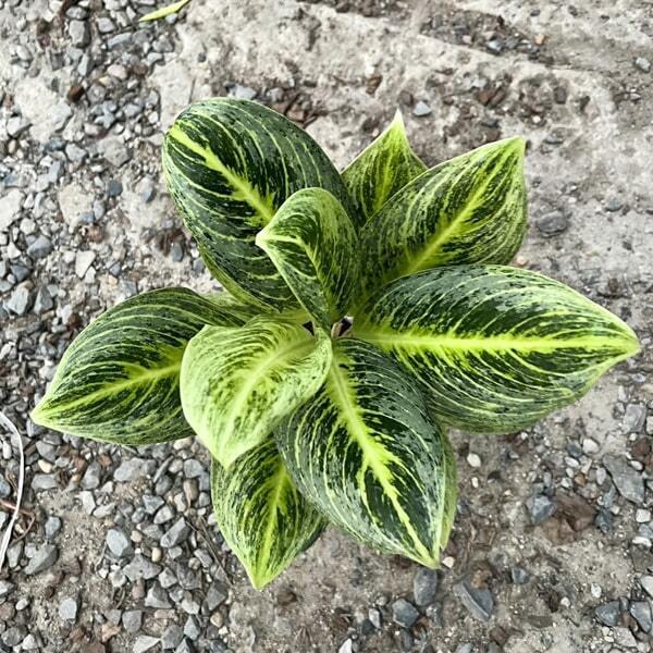 Aglaonema SOMBOON POONSUK