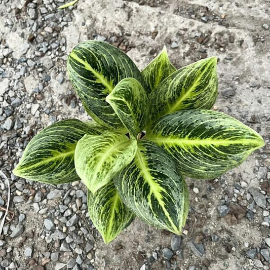 Aglaonema SOMBOON POONSUK
