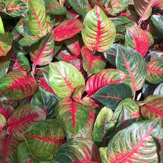 Aglaonema SOM PRATANA
