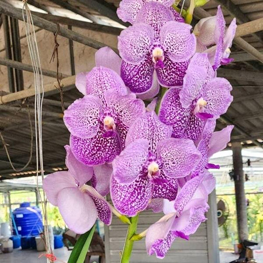 Vanda orchid V SOMSRI BLUE CLASSIC X V CHULEE
