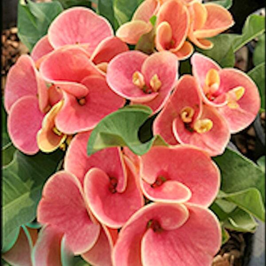 Euphorbia Milii SONTHAYA