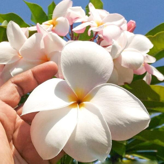 Plumeria SORN RAM