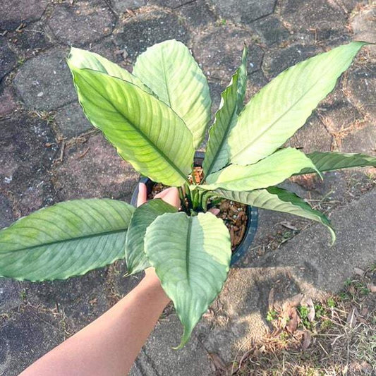 Spathiphyllum DALI MINT size L