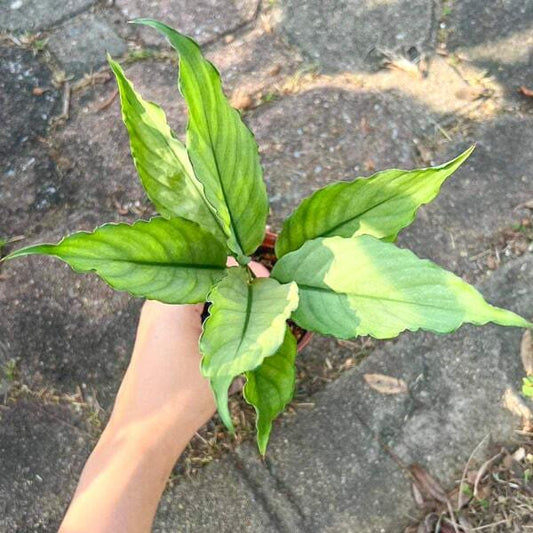 Spathiphyllum DALI MINT size S