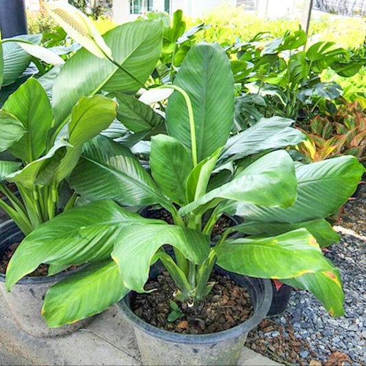 Spathiphyllum SENSATION/GIANT