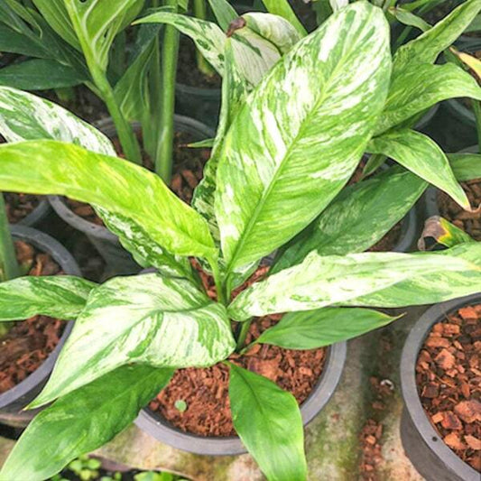 Spathiphyllum SENSATION VAR