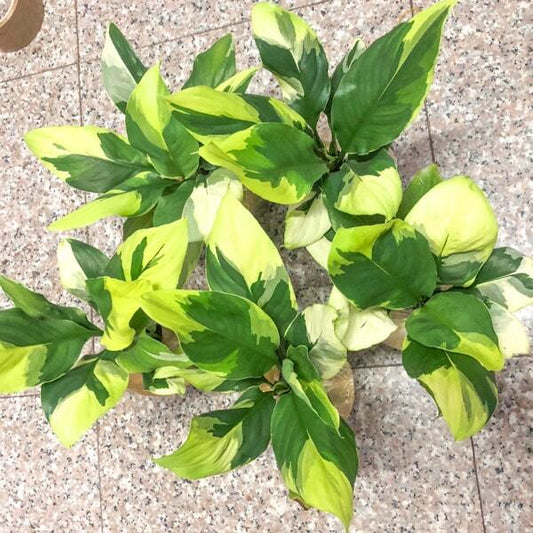 Spathiphyllum SENSATION YELLOW VAR