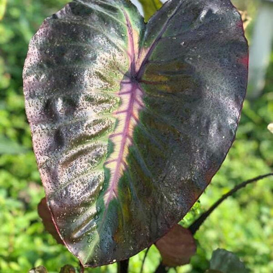 Colocasia SPIRIT OF PHARAON
