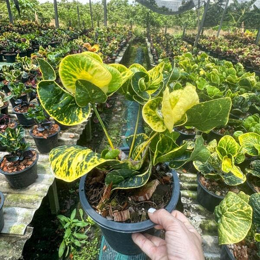 Croton SRI BUTSARIN
