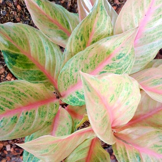 Aglaonema SRI PAYOM