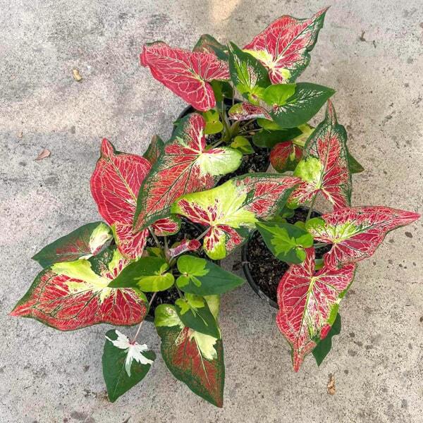 Caladium SRI RUEK NGAM
