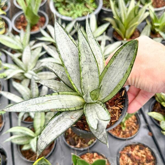 Sansevieria STARBUSH