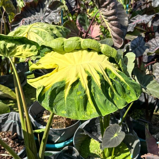 Colocasia STAR FISH