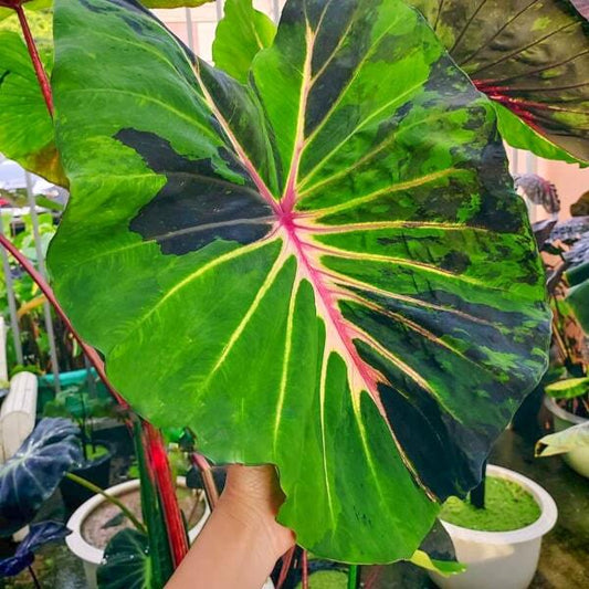 Colocasia STAR LIGHT