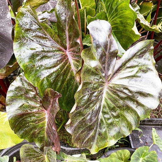 Colocasia STAR MATRIX