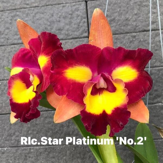 Rhyncholaeliocattleya orchid RLC. STAR PLATINUM N2