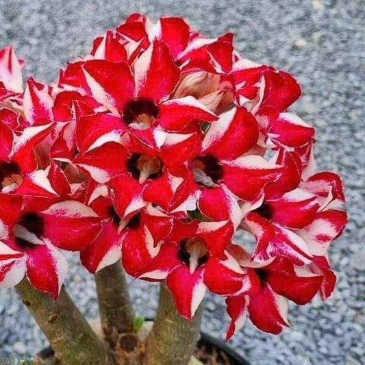 Adenium obesum STAR RUNG