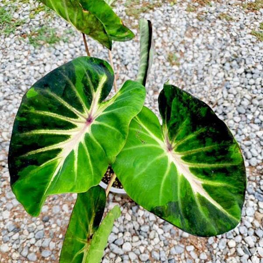 Colocasia STARDUST
