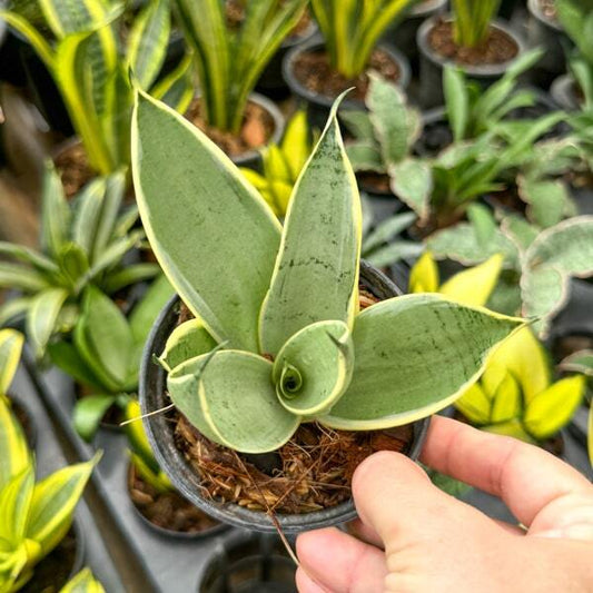 Sansevieria STARLIGHT