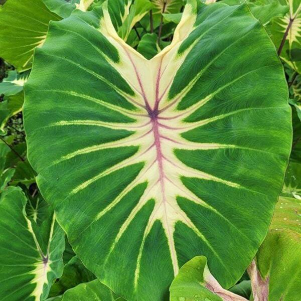 Colocasia STARMINE