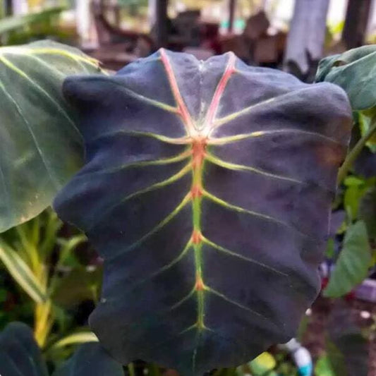 Colocasia STICK LOCUST