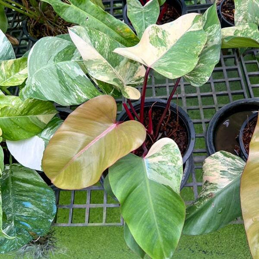 Philodendron STRAWBERRY SHAKE