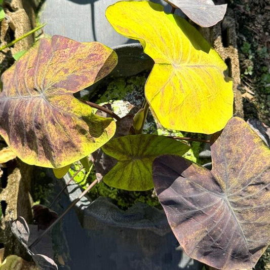 Colocasia STREAK BACK