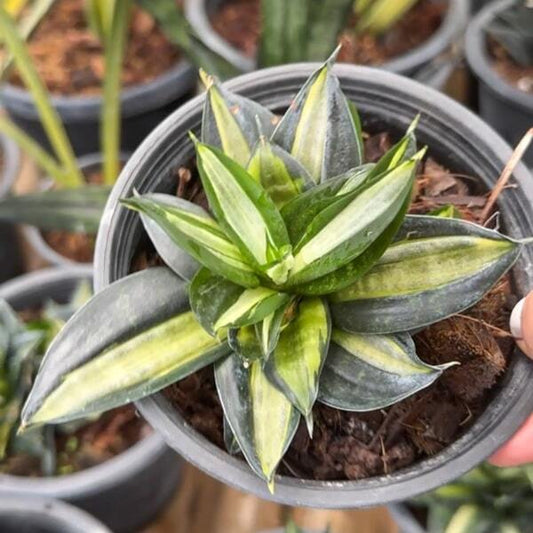Sansevieria HAHNII STREAKER