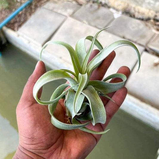 Tillandsia streptophylla S