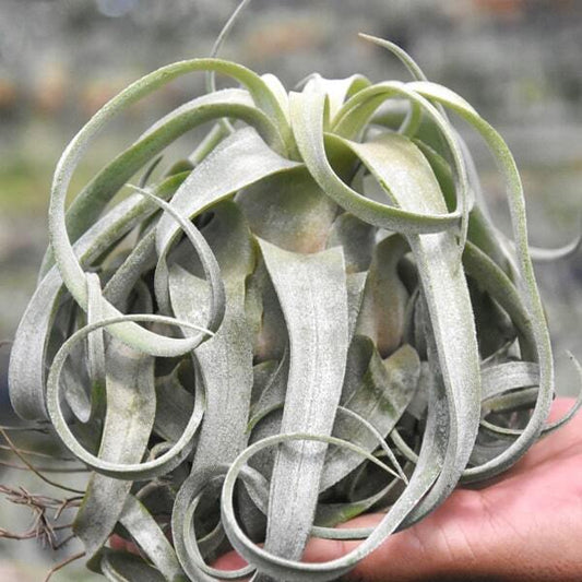 Tillandsia streptophylla R