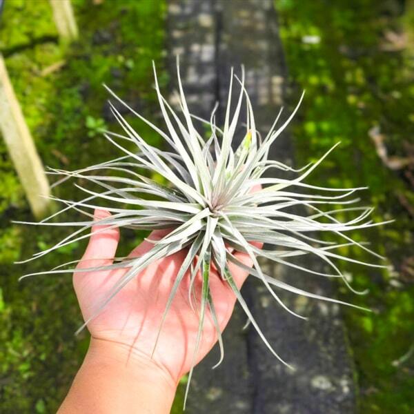 Tillandsia stricta Silver R