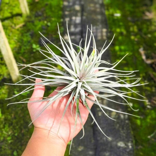 Tillandsia stricta Silver R
