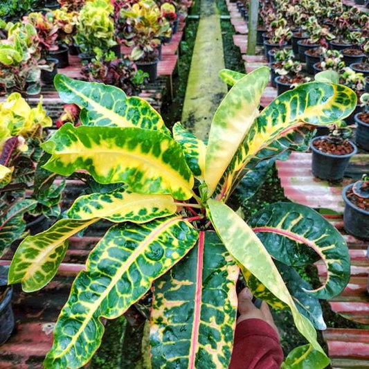 Croton SUKKARIN