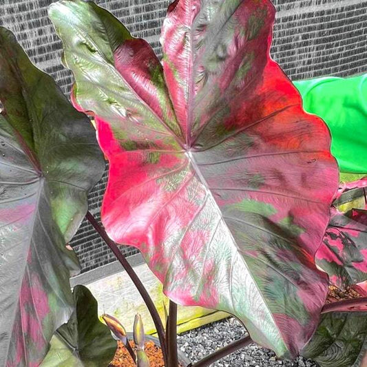 Colocasia SUKSATHIT PINK N2