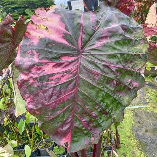 Colocasia SUKSATHIT PINK N1