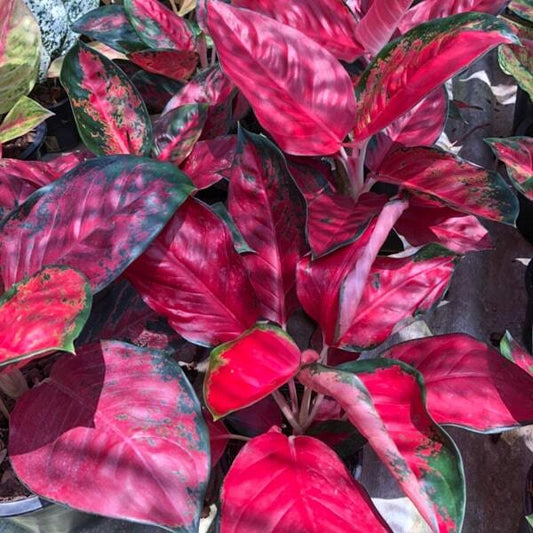 Aglaonema SUKSOM JAIPONG